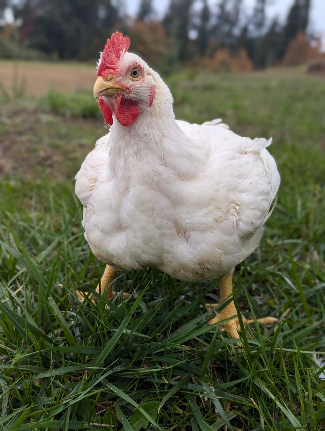 Happy Chicken